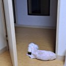 해든 우리약국 | 강아지귓병 강아지귀진드기 강아지귀 피부염 연고 오리더밀 효과 대박 ㅠㅠㅠㅠ...!!!
