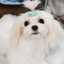 나르매애견
