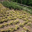 이신농장 이미지