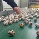 닭요리전문점 진미 이미지