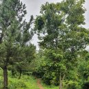 독자봉 | 👉 독자봉 &amp; 통오름 &amp; 삼춘짬뽕(맛집) &amp; 잔디공장(카페) &amp; 남산봉