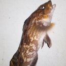 화성락실내바다낚시터 이미지