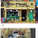 야옹아멍멍해봐 이미지