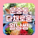 운중동 383 이미지
