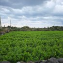 한동리만두 이미지