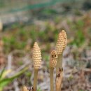 죽림3로 이미지