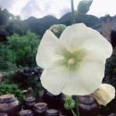 비단향꽃수 이미지