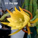 꽃천