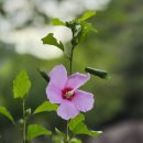김제 금산사 백일홍(8/12) 이미지