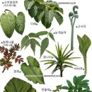 건강 약초 이미지