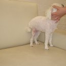 해태동물병원 이미지