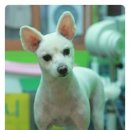 뽀삐애견샵 이미지