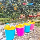 귤향기 | 제주도 공항근처 가볼만한곳 겨울 귤따기체험 후기 귤향기