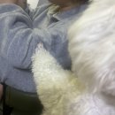 글로리 애견 유치원 | 20230306~20230401이거시 행복인가