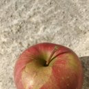 칡캐는오미자농부 이미지