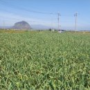 상모리-17 이미지