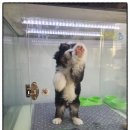 빼로독 강아지분양 의정부본점 이미지