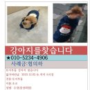 인천에서 잃어버린 강아지(푸들)를 찾습니다 이미지