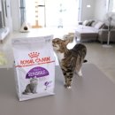 금동이축산 | 고양이 사료 로얄캐닌 센서블 : 냥이들 장건강 지키기! (동원몰 구매)