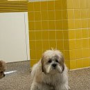 마조르댕 이미지