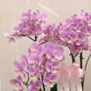 꽃사랑플라워 이미지