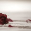 천년의사랑 이미지