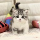 고양이샵 이미지