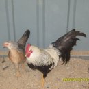 미니농장 이미지