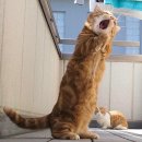 사모님 비빔밥 이미지