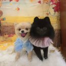 허니도그 이미지