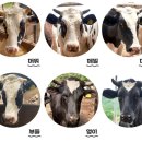 창포 목장 이미지