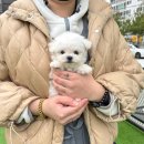 펫하우스(애견샵) 이미지