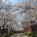 계명대학교대명캠퍼스_앞 | <대구벚꽃명소> 도심 속 즐기기 좋은 대구 벚꽃핫플 나들이 '계명대학교 대명캠퍼스'