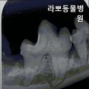 라뽀동물병원