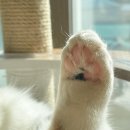 양재미소약국 | [일상기록] 운동하고 공부하고 운동하고 공부하고 고양이 키우고 - 1月(3)