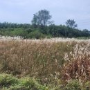 영상강 농장 이미지