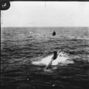 [WW2] U-570 또는 HMS 그래프 #1 이미지