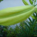 춘천호반체육관 이미지