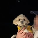 행복하개 | 강아지 목도리 &#39;더행복하개&#39; 내돈내산 후기