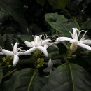 커피나무 이미지