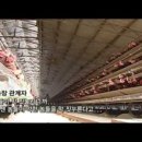 닭공장 이미지