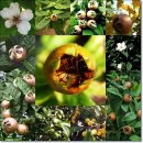 [11월 1일 탄생화] 서양모과(Medlar) : 유일한 사랑 이미지