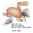 알코올성 간질환 (Alcoholic liver disease) 이미지