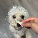 [집밥 일기] 비오는 날엔 막걸리에 전 부쳐 먹어야지! 대파전, 김치전, 두부 김치 후두루찹찹