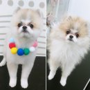 나리펫살롱 이미지