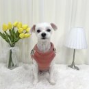 옥천애견미용 이미지