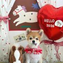 알로하펫 이미지