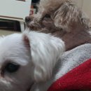 까미랑 몽이 이미지