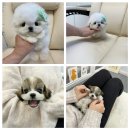 우아하개 | [청담동 애견분양] 초미니 테디비숑 &amp; 친척라인 미니코카숑(+후기,available pups) by 𝐻𝑦𝑢𝑛𝑠𝑜𝑜𝑇