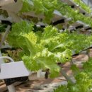 스마트팜 이미지